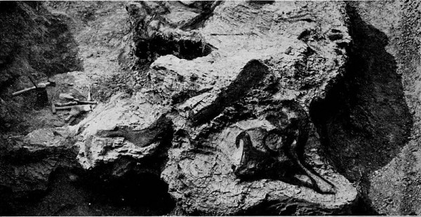 L. lambei skull being excavated in Alberta, Canada