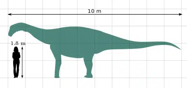 This graphic illustration presents a size comparison between an adult Bonitasaura salgadoi and an average human standing at 1.8 meters tall. The dinosaur, depicted in a green silhouette, measures 10 meters in length, showcasing its impressive size relative to a human. 
