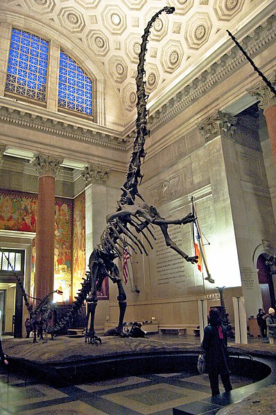 Mounted skeleton in rearing posture with a juvenile Kaatedocus siberi, American Museum of Natural History