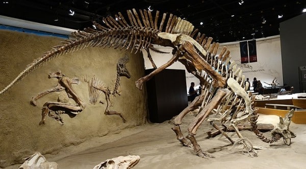 Lambeosaurus skeletal mount. On display at the Royal Tyrrell Museum, Alberta.