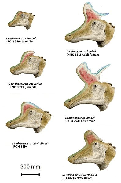 Profiles of various specimens, once assigned to their own species, now interpreted as different growth stages and sexes of L. lambei