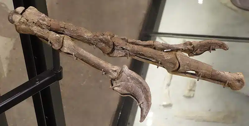 detailed photograph of the holotype fossil of Hagryphus giganteus, showcasing the fossilized forelimb and claw structure. The fossil is displayed in a museum exhibit, with the bones carefully mounted to illustrate the articulated limb. The image highlights the significant features of Hagryphus giganteus, including its large, curved claws and robust limb bones.