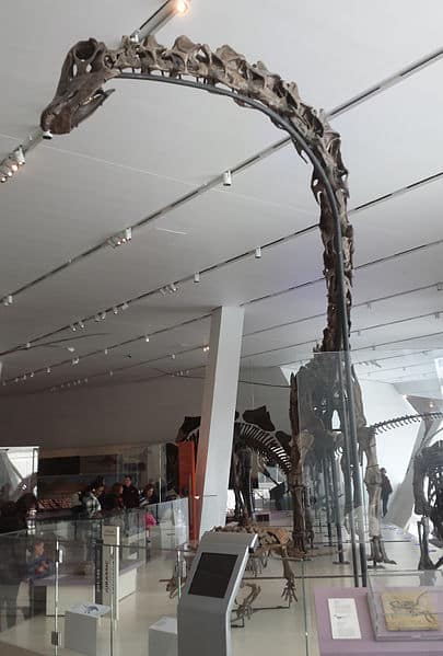 Giant plant eating dinosaur Barosaurus of the Sauropod group at Royal Ontario Museum, Toronto.
