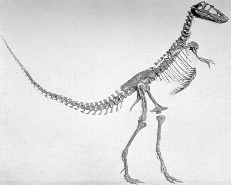 Type specimen of Gorgosaurus sternbergi (AMNH 5664), now recognized as a juvenile Gorgosaurus libratus