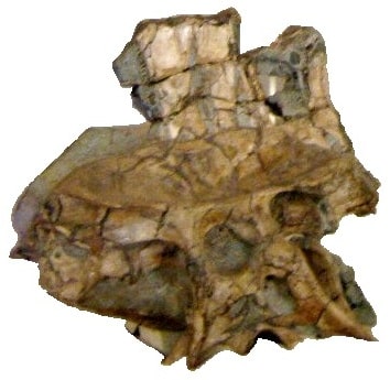 Partial pelvis and accompanying sacral vertebrae of specimen MN 4819-V, referred to a spinosaurine from the Romualdo Formation of Brazil.