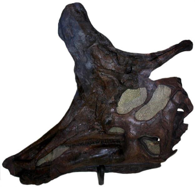 Skull of an adult, AMNH