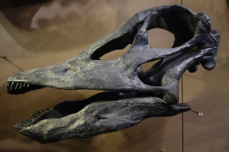 Barosaurus lentus skull cast, on display at the Natural History Museum of Utah, Salt Lake City