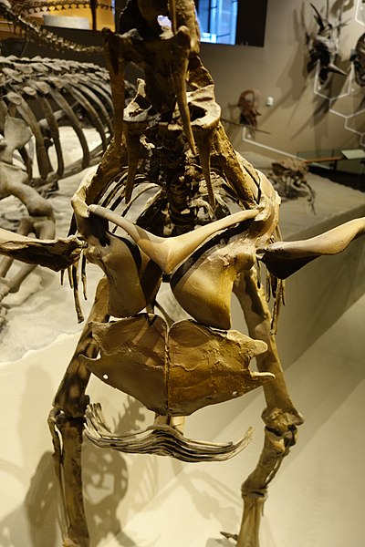 Hagryphus giganteus reconstruction, detail of hand, on display at the Natural History Museum of Utah, Salt Lake City.