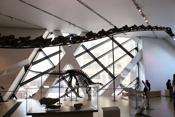 Barosaurus skeleton