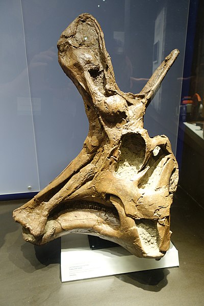 Skull of Lambeosaurus lambei specimen TMP 1982.038.0001.