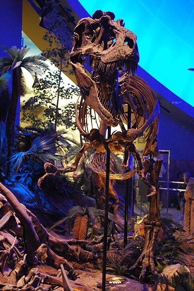 Skeletal mount, Children's Museum of Indianapolis