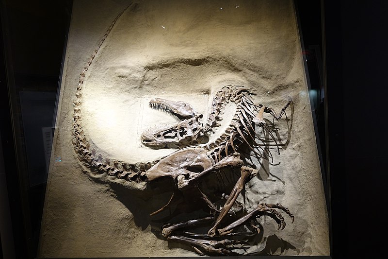 Sub-adult specimen TMP91.36.500 in "death pose", Royal Tyrrell Museum of Palaeontology