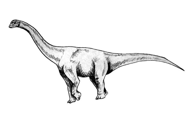 Bonitasaura was a Late Cretaceous Sauropod from Patagonia. Explore its discovery, unique features and habitat.