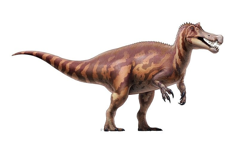Irritator was a Spinosaurid from Brazil's Early Cretaceous Period. Discover its unique features, habitat, and the intriguing story behind its name.