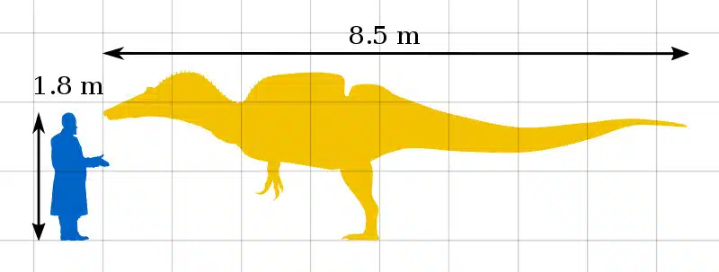 A size comparison diagram illustrating the length of Ichthyovenator, a spinosaurid theropod dinosaur, against the height of an average human. The diagram shows Ichthyovenator measuring 8.5 meters in length, with a human figure standing at 1.8 meters for scale. This visual representation highlights the impressive size of this Early Cretaceous predator, emphasizing its large and formidable nature.