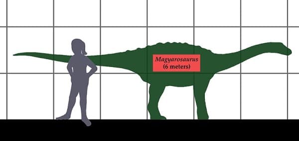 Size comparison between the sauropod dinosaur Magyarosaurus and a human.