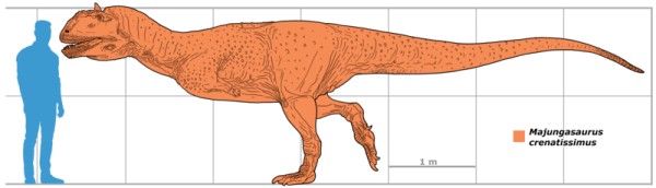 Majungasaurus size chart, based on the size of specimen MNHN.MAJ 4, a large adult.