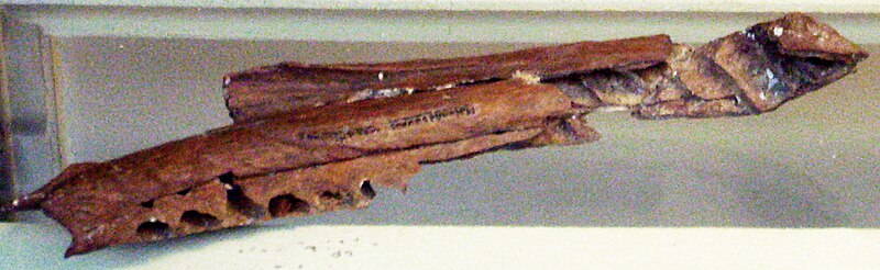 A right dentary of a subadult Majungasaurus crenatissimus (it is the neotype), Muséum national d'histoire naturelle, Paris