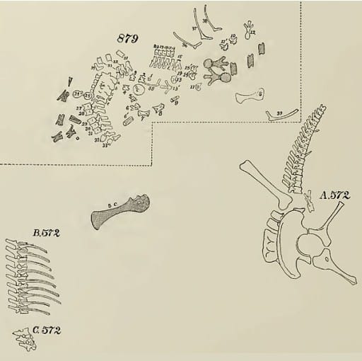 Quarry map showing holotype of H. priscus