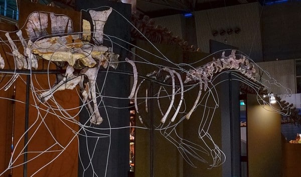 Skeletal mount of the spinosaurine species Ichthyovenator laosensis at the Giga Dinosaur Exhibition in the National Museum of Nature and Science, Tokyo.