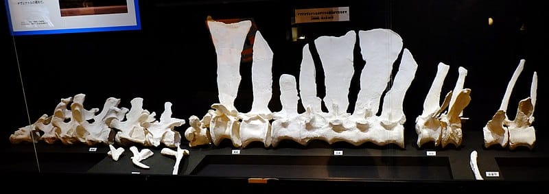 Casts of the known spinal column at the National Museum of Nature and Science, Tokyo. The thirteenth dorsal spine and the lower part of the sacrum have been partially reconstructed.