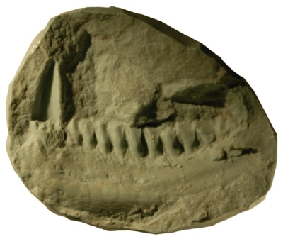 Cast of holotype UCRC PVC10