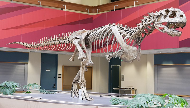 Mounted skeleton (cast) of Majungasaurus crenatissimus, Stony Brook University.