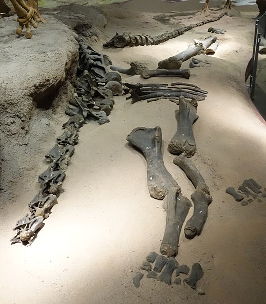 Haplocanthosaurus specimen (90% real bone), on display at the Utah Field House of Natural History State Park Museum, Vernal, Utah. Specimen was found near Vernal. Specimen number FHPR 1106.