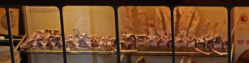 Casts of the vertebrae at the Muséum National d'Histoire Naturelle, Paris