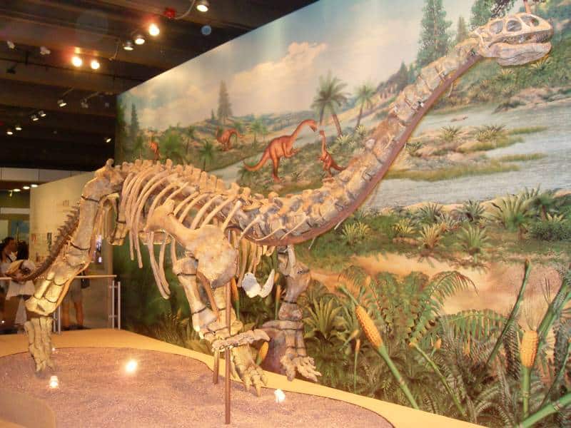 lufengosaurus displayed in Hong Kong Science Museum