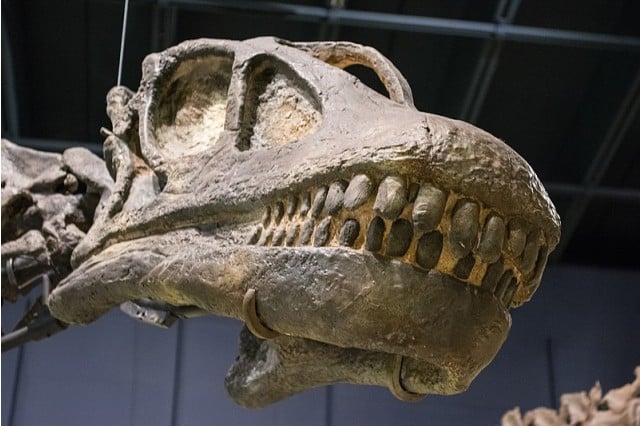 Haplocanthosaurus delfsi skull - Cleveland Museum of Natural History - 2014-12-26