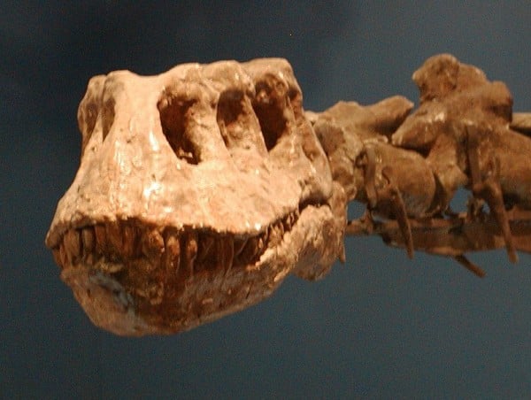 Photo of the skull of Lufengosaurus magnus at the Beijing Musuem of Natural History, on tour at the Miami Science Museum.