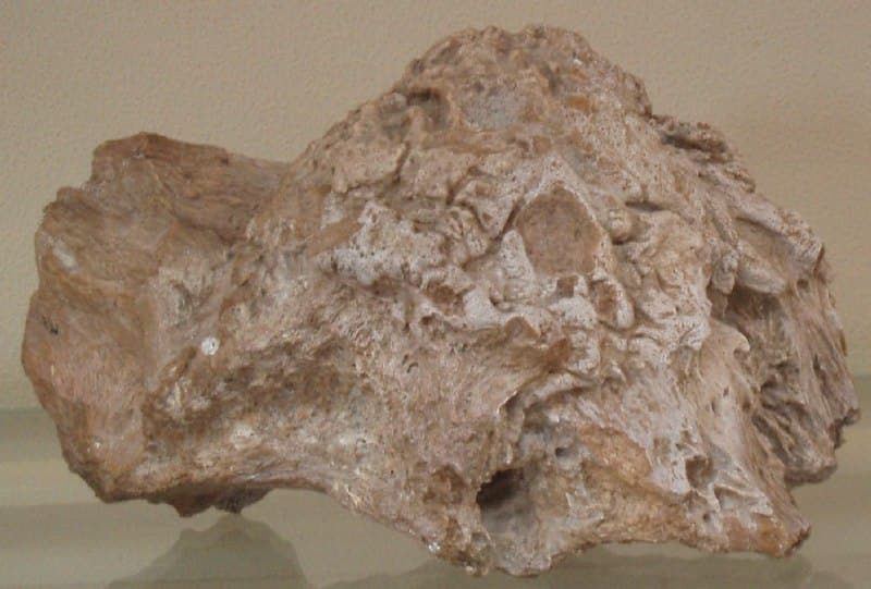 Type specimen of Majungatholus atopus: a Majungasaurus frontal horn misidentified as a pachycephalosaur dome (MNHN.MAJ 1)