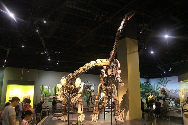 Skeletal mounts of Lufengosaurus magnus on display at the Tianjin Natural History Museum.