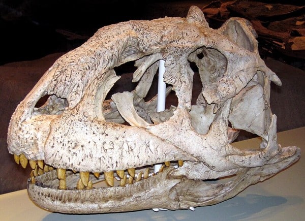 Skull cast of FMNH PR 2100