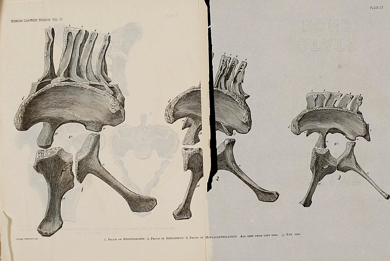 Osteology of Haplocanthosaurus