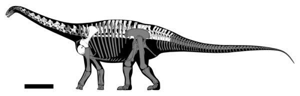Skeletal restoration of Haplocanthosaurus utterbacki CM 879, based upon the figures in Hatcher 1903