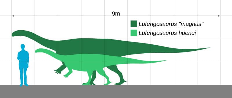 Size comparison of Lufengosaurus hueni, with L. "magnus" in background to show its full potential size.