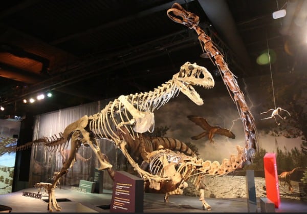 Mounted skeletons of Majungasaurus and Rapetosaurus