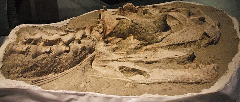 Majungasaurus crenatissimus Fossil Skull and Neck on Display at the Royal Ontario Museum (FMNH PR 2836)