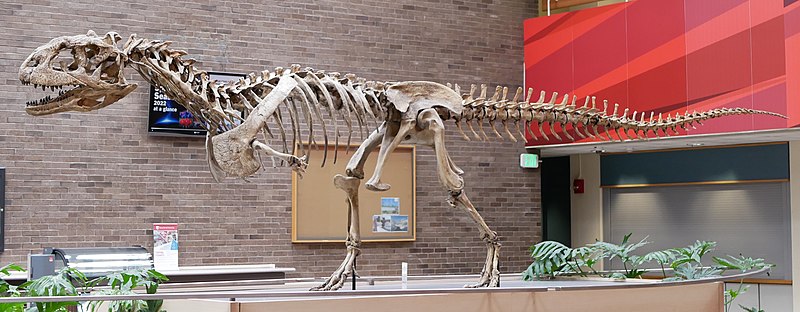 Mounted skeleton (cast) of Majungasaurus crenatissimus, Stony Brook University.