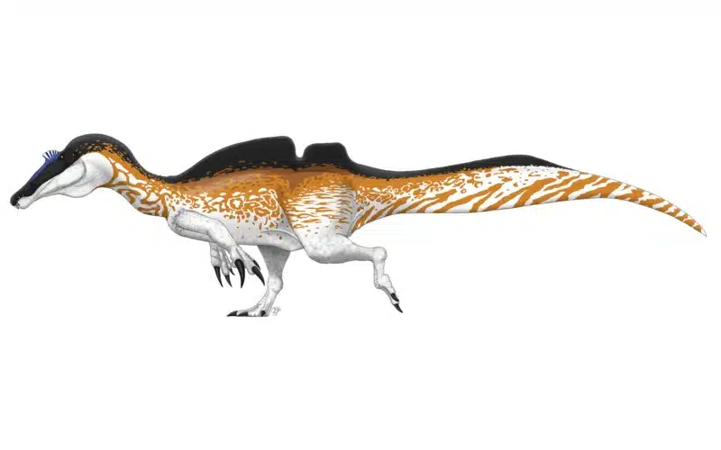  A vivid illustration of Ichthyovenator, a spinosaurid theropod dinosaur, showcasing its distinctive sail-like structure along its back. This dinosaur, known for its unique body shape and predatory habits, lived during the Early Cretaceous period. The image captures the Ichthyovenator in dynamic motion, emphasizing its bipedal stance and carnivorous nature.