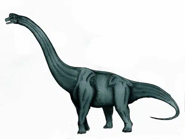  An artistic representation of Sauroposeidon, a massive sauropod known for its incredible height and long neck. This dinosaur was a herbivore that lived during the Early Cretaceous period, feeding on the tops of trees that were out of reach for other herbivores.