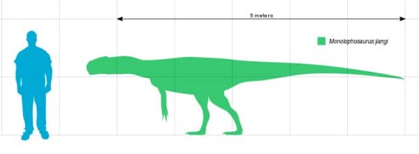 Size comparison of Monolophosaurus jiangi, a crested theropod from Middle Jurassic China.
