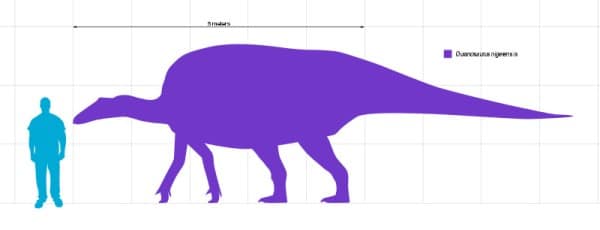 Size of Ouranosaurus compared to a human
