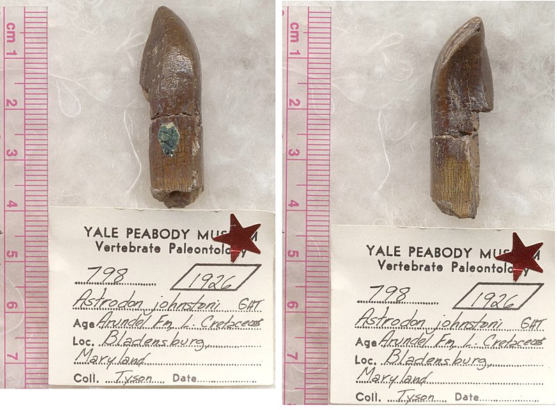 Astrodon holotype tooth