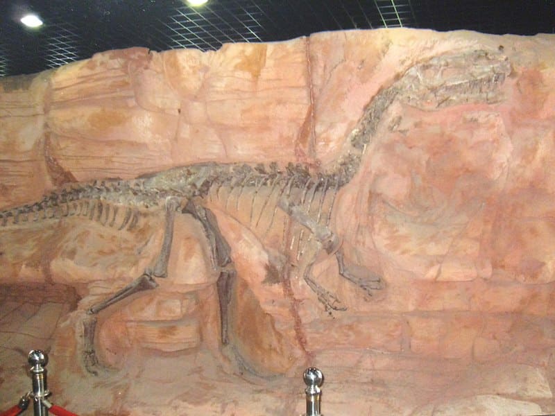 The restored holotype of M. jiangi, on display at the Paleozoological Museum of China