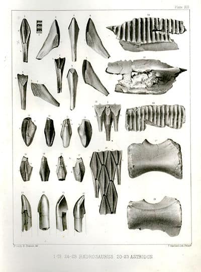 Plate XIII from Cretaceous Reptiles of the United States, showing teeth of Astrodon on the bottom left
