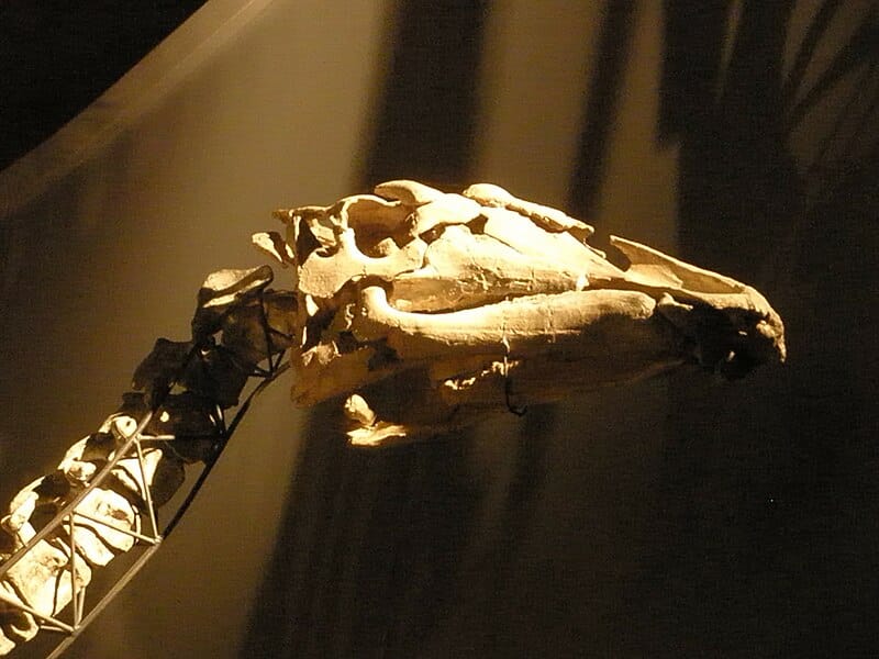 Skull of Ouranosaurus