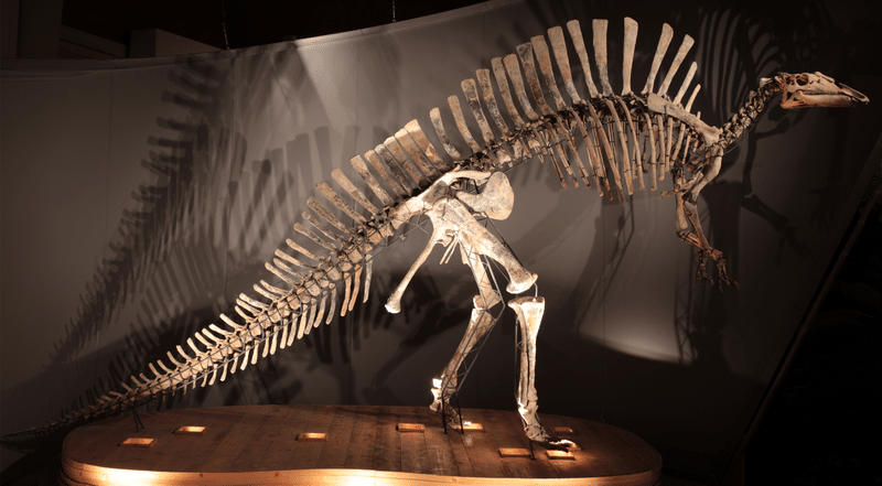 Mounted paratype skeleton, Museo di Storia Naturale di Venezia 3714